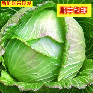 小林淘品脆莲花白菜脆四川乐山犍为农家圆卷心菜5斤新鲜顺丰包邮