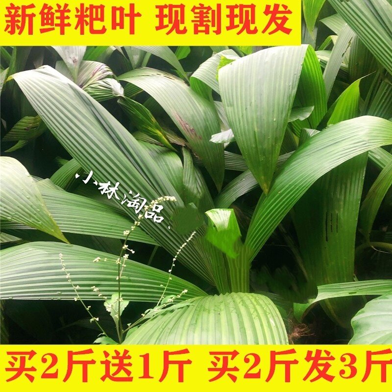小林淘品粑叶新鲜叶儿粑泡粑叶四川乐山犍为大叶仙茅船叶1斤包邮