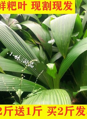 小林淘品粑叶新鲜叶儿粑泡粑叶四川乐山犍为大叶仙茅船叶1斤包邮