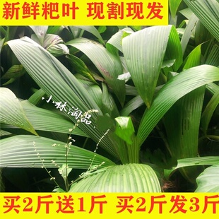 小林淘品粑叶新鲜叶儿粑泡粑叶四川乐山犍为大叶仙茅船叶1斤包邮