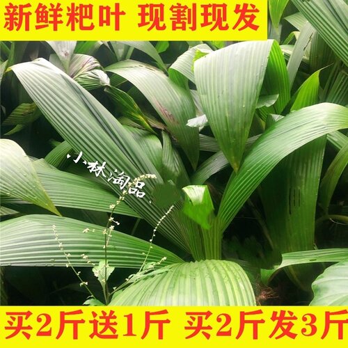 小林淘品粑叶新鲜叶儿粑泡粑叶四川乐山犍为大叶仙茅船叶1斤包邮