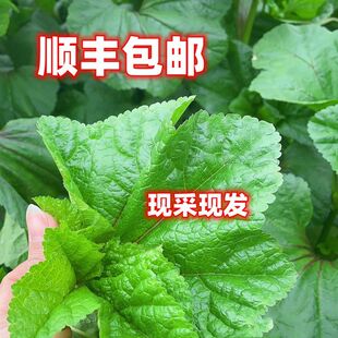 小林淘品农家自种新鲜冬寒菜四川乐山犍为特产绿叶蔬菜3斤装顺丰