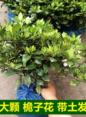 小林淘品新鲜桅子花卉盆栽栀子花带花苞植物枝枝花盆栽绿植包邮