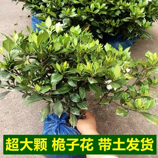 小林淘品新鲜桅子花卉盆栽栀子花带花苞植物枝枝花盆栽绿植包邮