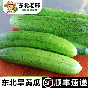 吉林东北旱黄瓜现摘新鲜青瓜吉林蔬菜东北当季生吃非籽种旱黄瓜