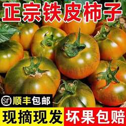 丹东铁皮柿子草莓柿子盘锦碱地柿子铁皮西红柿现摘现发