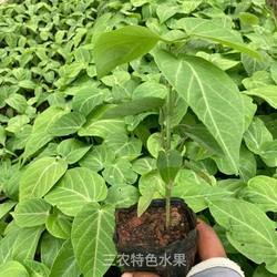 新品种哥伦比亚热情果苗纯甜不酸南方果树苗庭院阳台盆栽地热情果