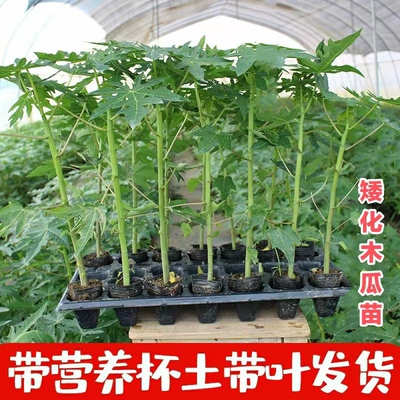 木瓜苗树 雷州冰糖牛奶红肉木瓜大青水果黄金矮化木瓜苗四季种植