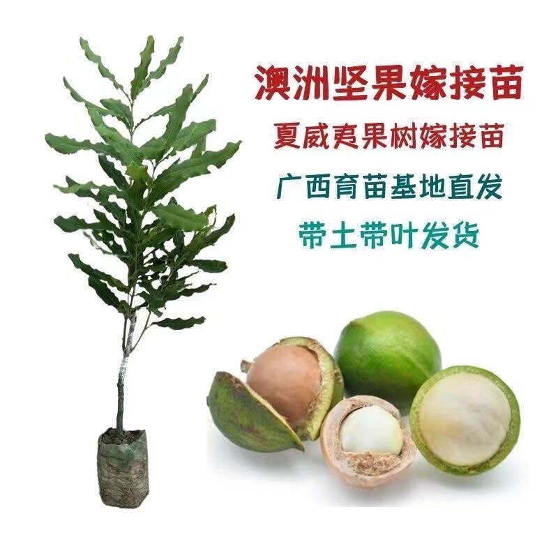 澳洲坚果树苗桂热一号嫁接果树苗南北方种植夏威夷果庭院盆栽种植