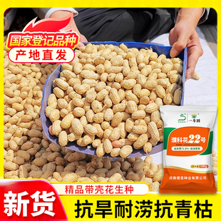 德圣致远2025濮科花22号带壳花生种子高油率抗病优质中果薄皮大粒