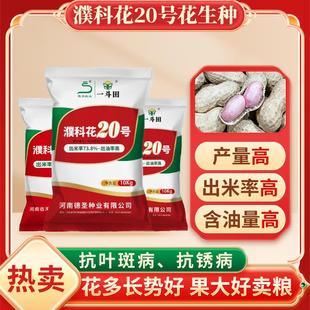 德圣致远2025濮科花20号带壳花生种子高油率抗病优质中果薄皮大粒
