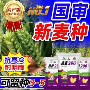 国审高产小麦种子鑫麦296抗冻抗寒抗倒冬小麦成穗率高分蘖力强