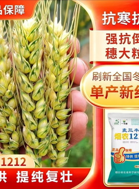 国审正品烟农1212高产小麦种子优质麦种超矮抗倒抗旱正宗厂家包衣
