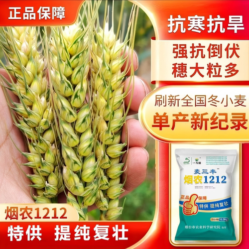 国审正品烟农1212高产小麦种子优质麦种超矮抗倒抗旱正宗厂家包衣