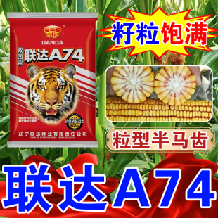 双国审联达A74玉米种高产优质粮抗穗腐青枯耐高温棒长粒硬角质粮