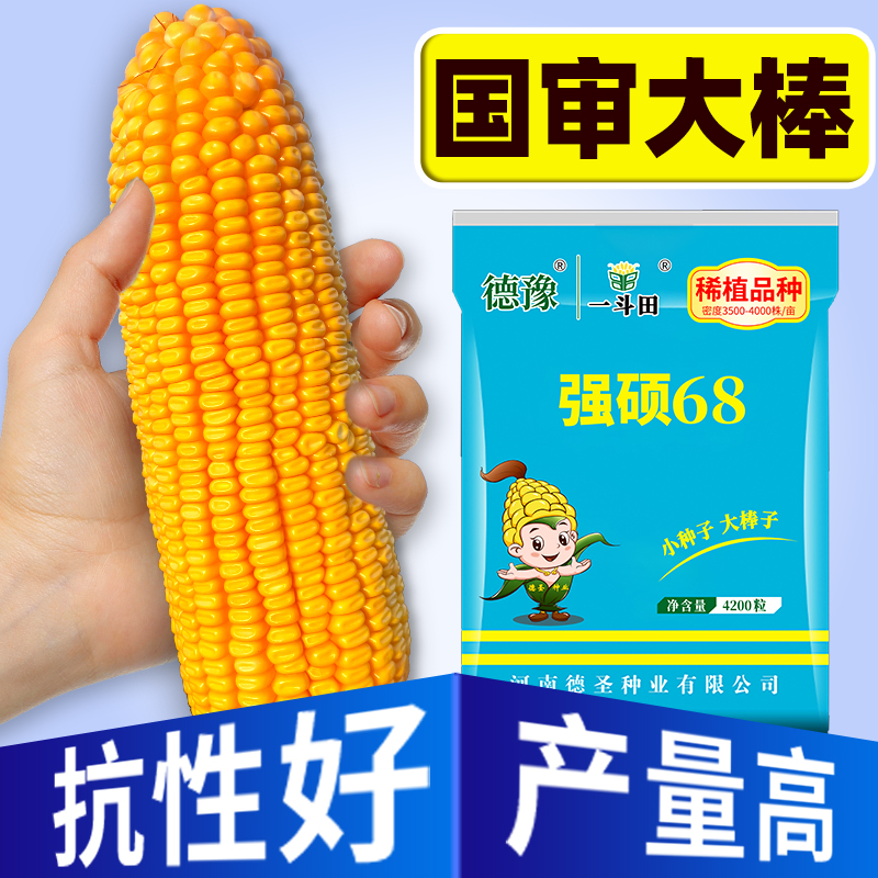 农科院推荐强硕68玉米种子抗性好产量高根系发达穗大高产原装正品