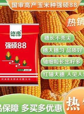 德圣致远高产强硕88玉米种子抗旱抗病抗贫瘠九寸种一颗穗匀不秃尖