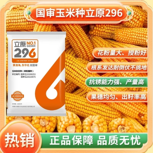 双国审玉米种子立原296根系发达抗倒能力强高抗锈病（4500粒装）