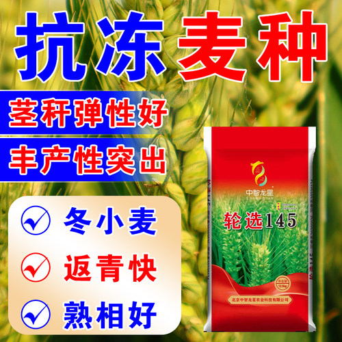 双国审抗冻小麦种子轮选145