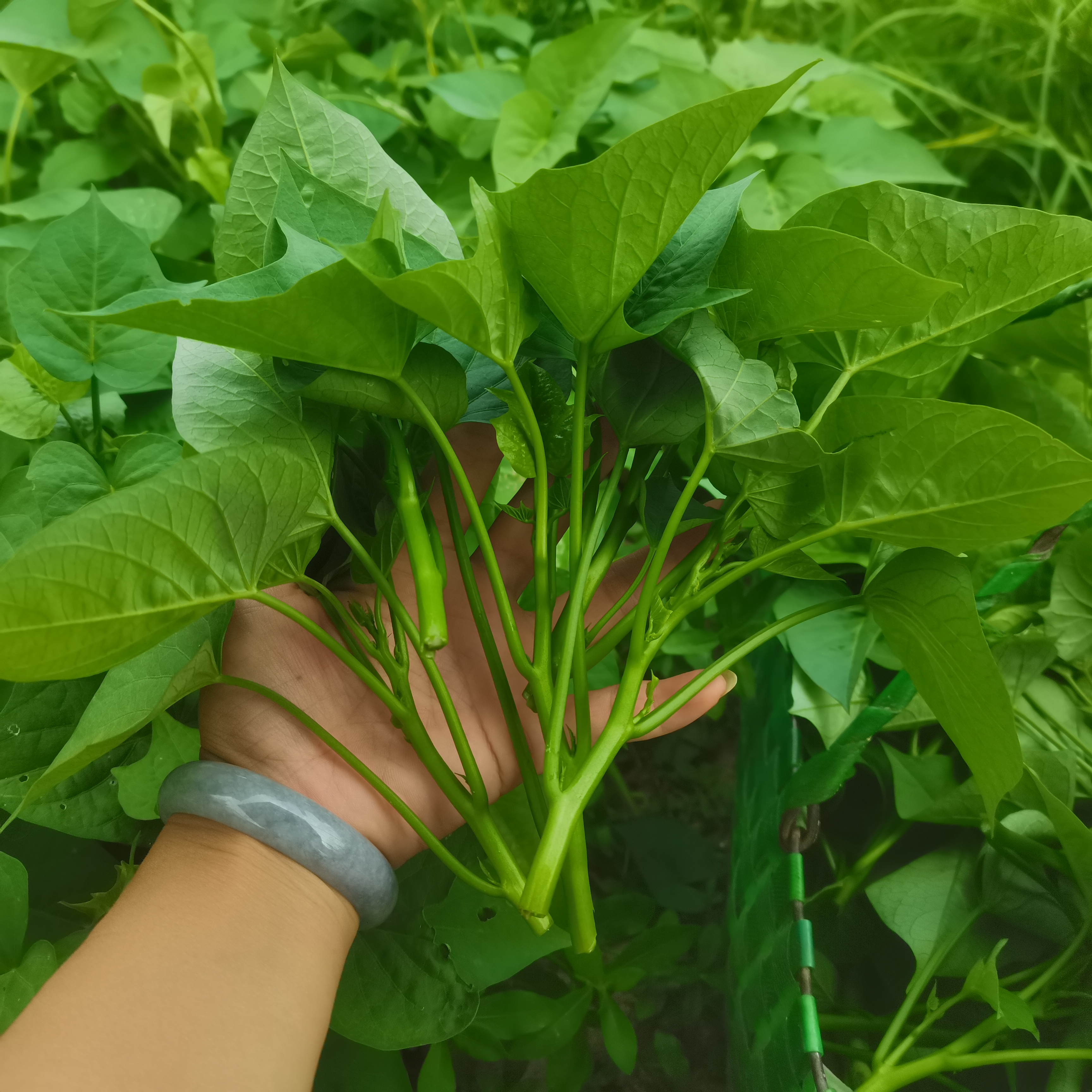 安徽农家新鲜红薯苗地瓜叶嫩尖食用红苕尖蕃薯叶现摘时令蔬菜包邮