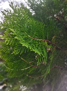 新鲜松枝松柏森林系礼品包装扁柏圣诞树节日花环装饰DIY手工材料