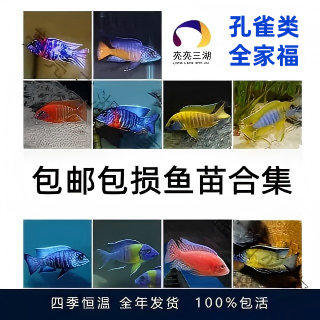 三湖慈鲷鱼苗包邮非洲王子鱼苗马鲷观赏热带鱼苗新手练手鱼苗合集