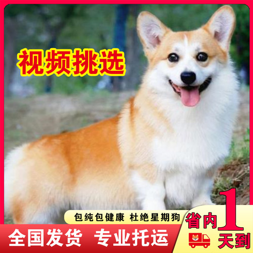 纯种柯基幼犬小短腿活体宠物