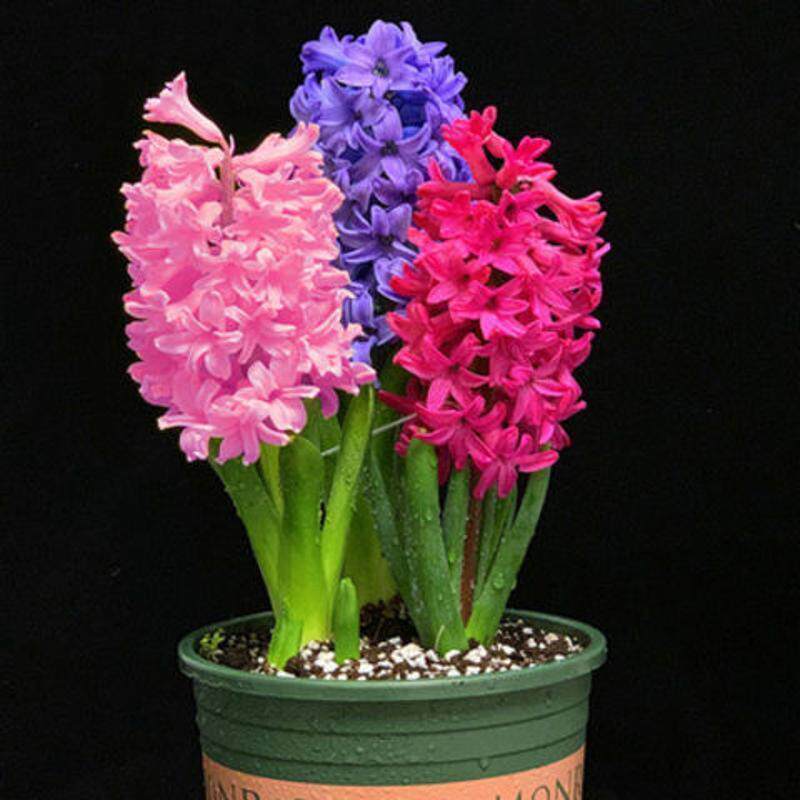 风信子种球水培植物盆栽花卉室内绿植四季郁金香百合水仙花卉种子