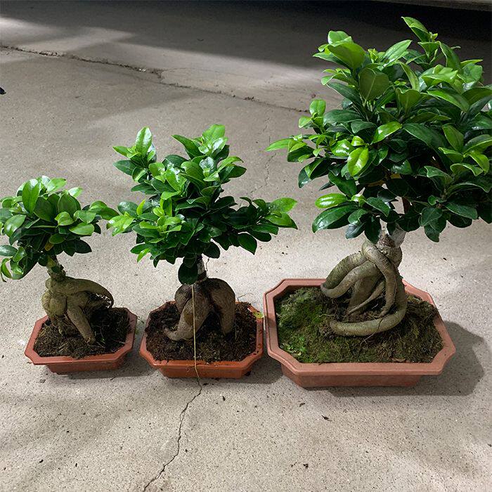 人参榕小叶榕四季常青耐寒榕树造型树桩盆景苗室内禅意盆栽绿植