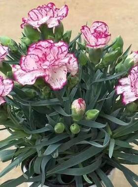 康乃馨盆栽带花苞石竹花绿化 室内阳台客厅绿植花卉好养活