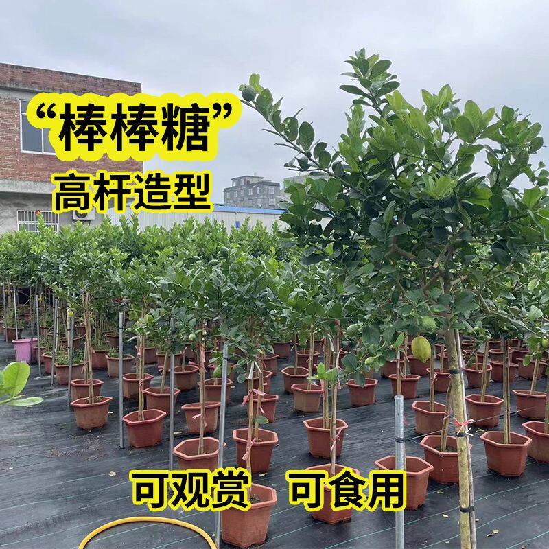 香水柠檬树盆栽大型老桩庭院树苗棒棒糖带果 室外客厅绿植