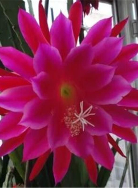 令箭荷花扦插苗带根发货包对版绿植花卉多肉盆栽