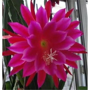 令箭荷花扦插苗带根发货包对版绿植花卉多肉盆栽