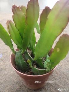 包邮令箭荷花 盆栽荷花令箭 孔雀荷花苗带根 仙人掌多肉植物嫁接