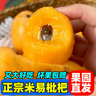 【软糯香甜】四川米易枇杷攀枝花当季新鲜现摘发货甜琵琶果整箱