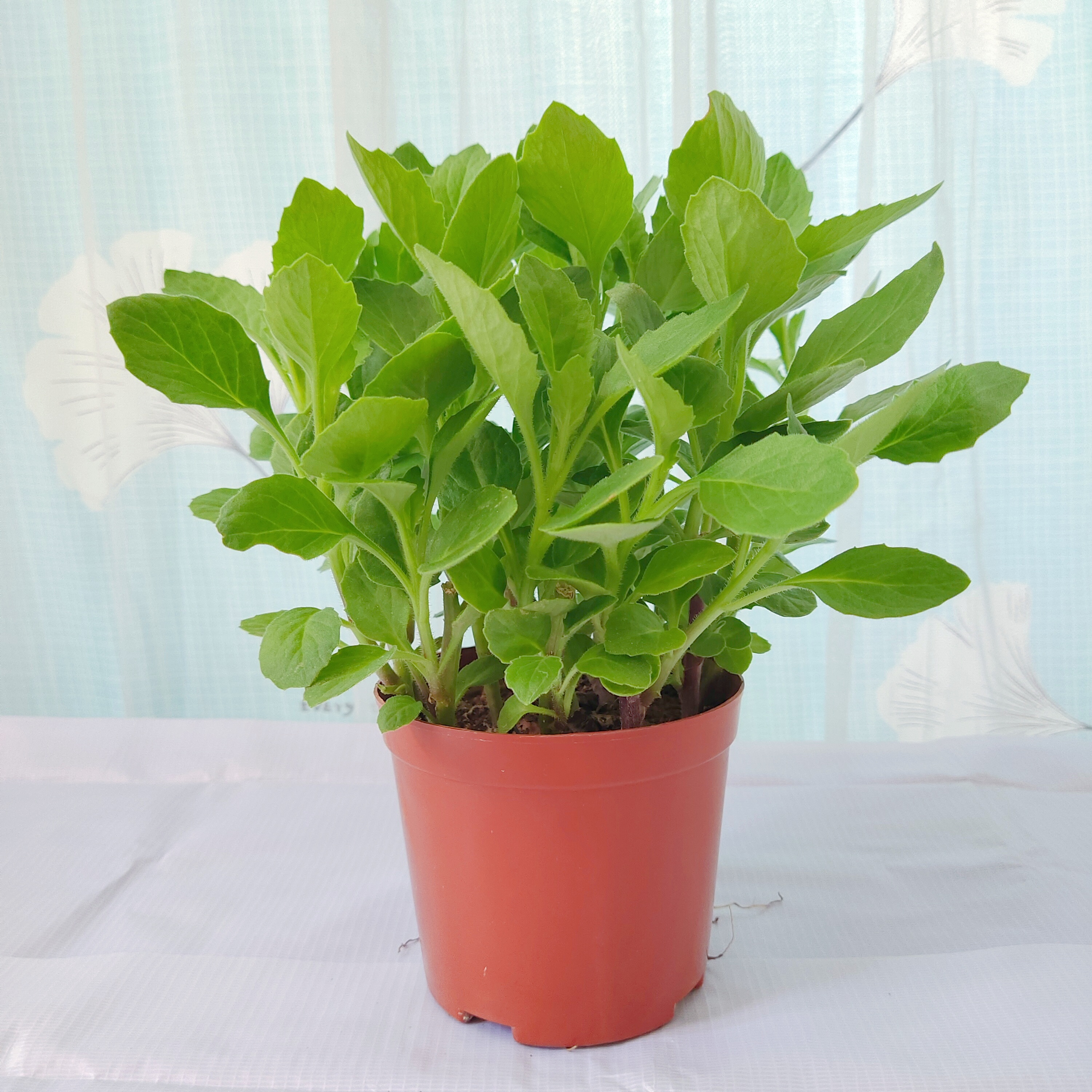 片仔癀草药用植物苗种苗 中草药植物白凤菜耐晒耐热盆栽泡茶去火