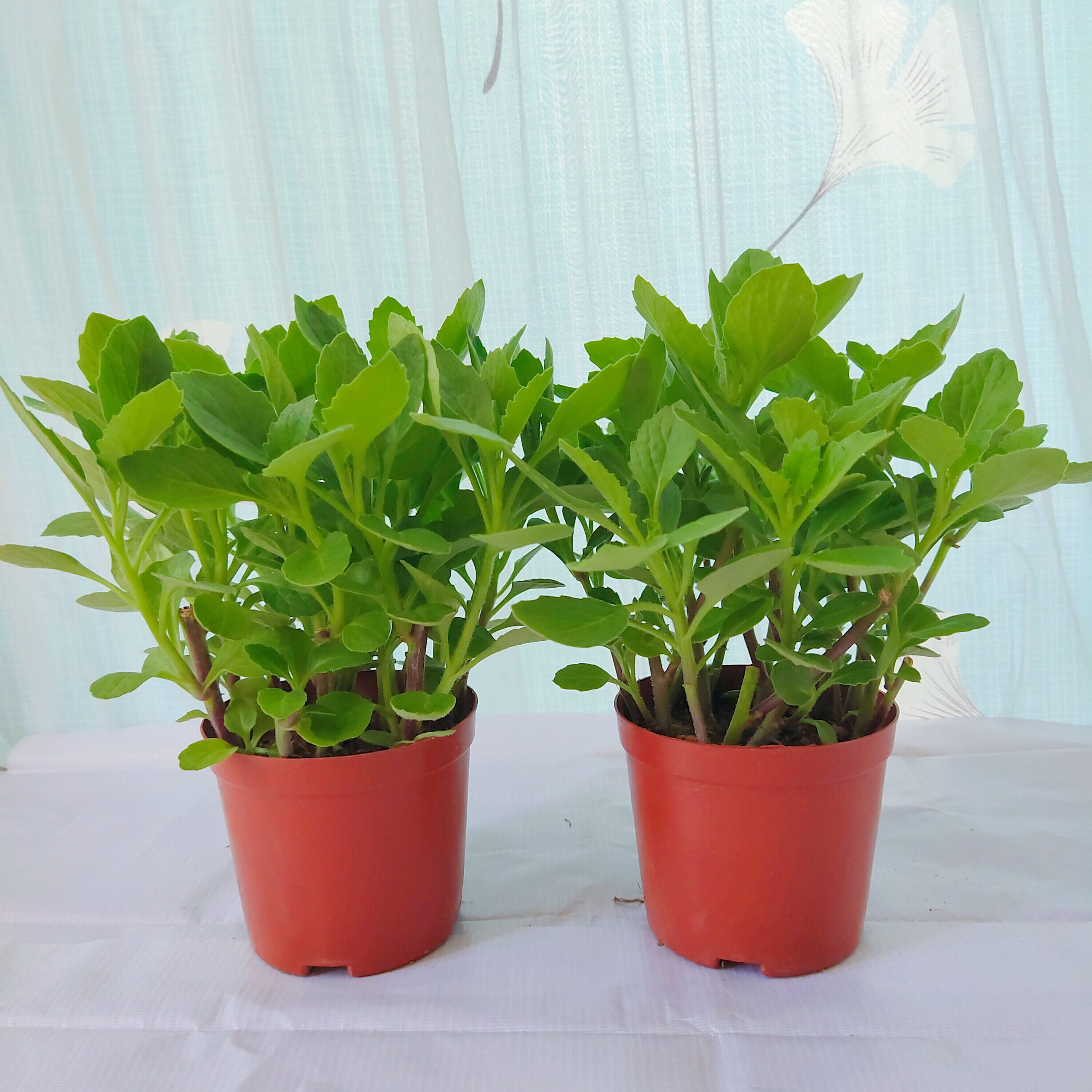 福建漳州片仔癀草盆栽 室内好养易活 清热解毒多年生绿植带盆发货