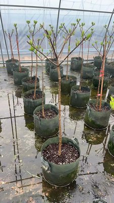 圆锥绣球香草草莓 庭院耐晒耐寒棒棒糖树形大花木本圆锥绣球