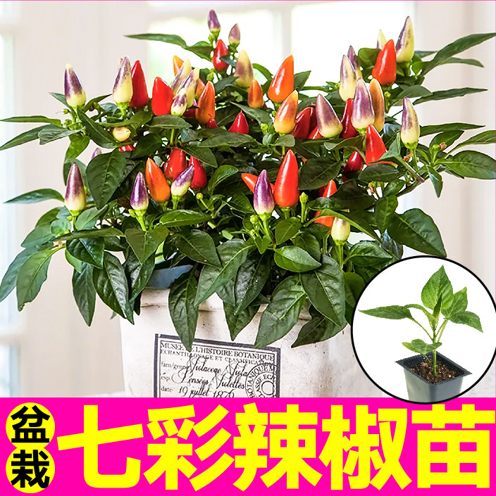 观赏食用七彩五彩多彩小辣椒苗秧苗四季阳台盆栽蔬菜种子根系发达