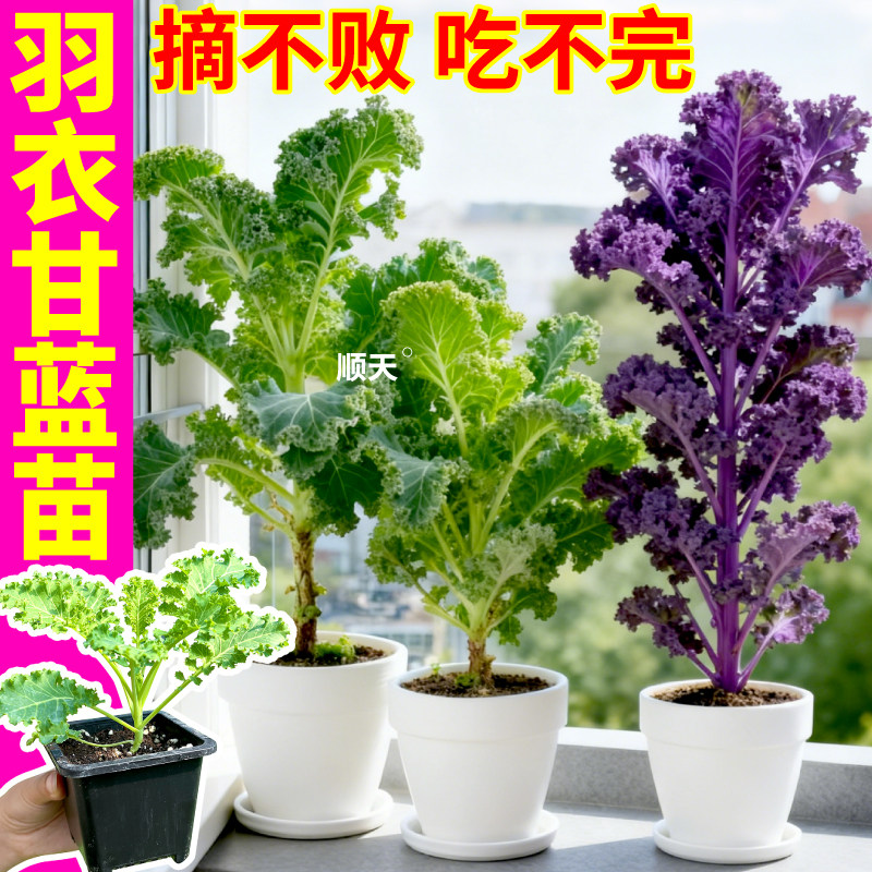 摘不败盆栽羽衣甘蓝苗原土原盆绿紫粉羽衣甘蓝秧苗四季耐寒蔬菜