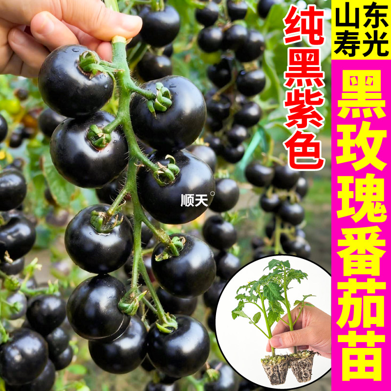 寿光纯黑黑玫瑰番茄苗秧黑皮黑肉樱桃圣女果种子四季蔬菜苗