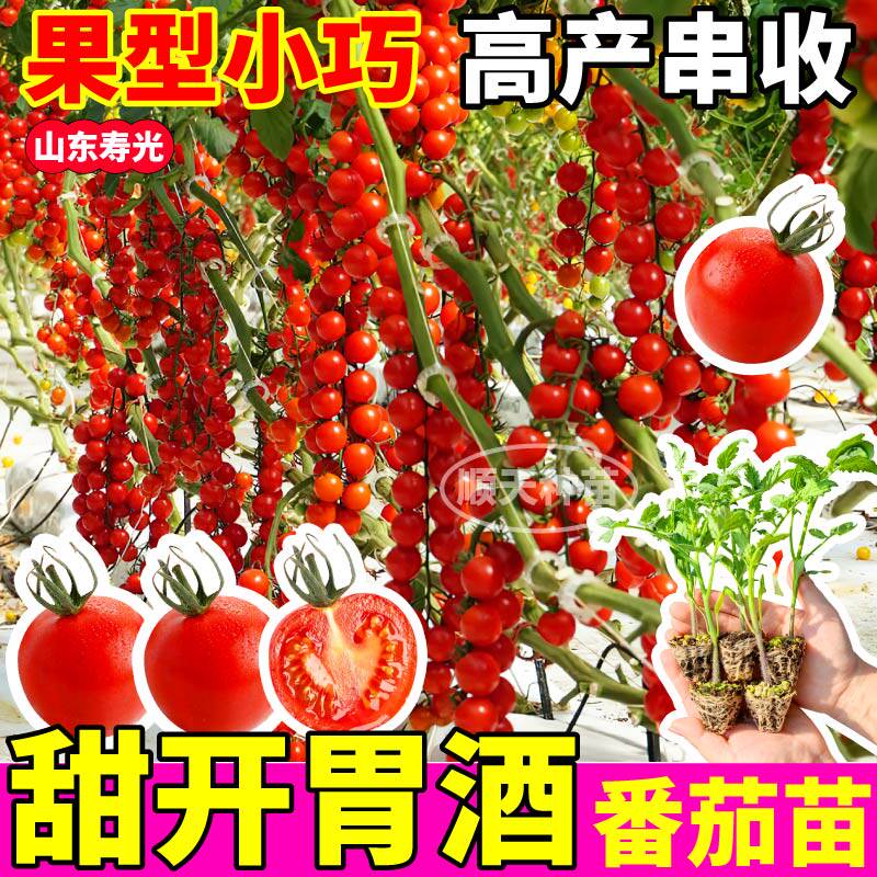 山东寿光高产甜开胃酒圣女果秧苗樱桃西红柿种子籽超甜串收番茄苗