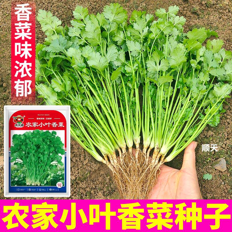 农家小叶香菜种子更地道更浓香长势旺盛阳台庭院盆栽种植蔬菜种子