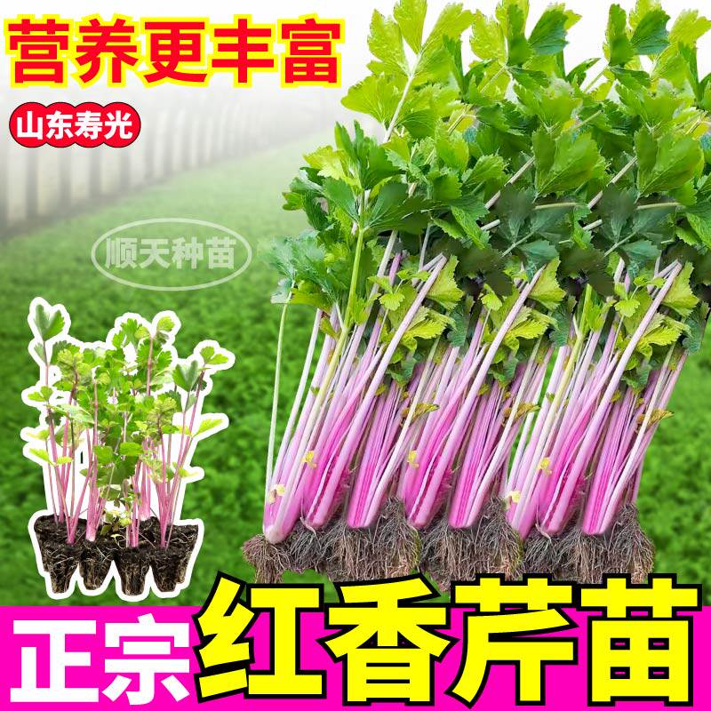 高铁红香芹苗秧带土发货四季小香芹脆嫩高产红芹菜种子阳台盆栽