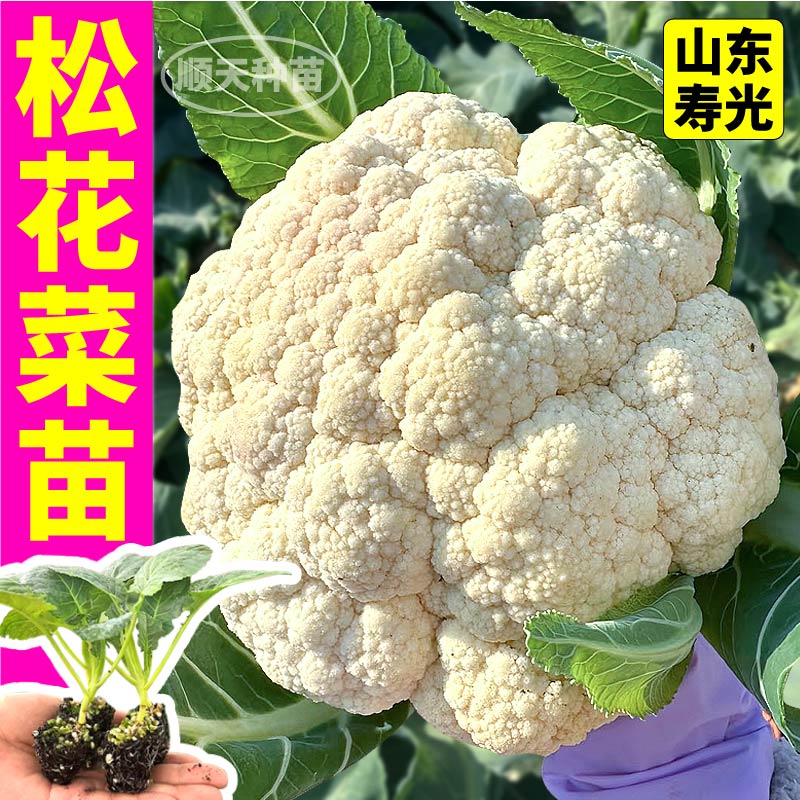寿光青梗松花菜苗秧特大花球正宗花椰菜苗阳台小院盆栽种子