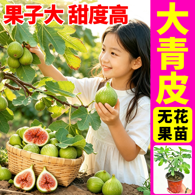 大果型青皮无花果盆栽青皮红肉香甜多汁芭劳奈金傲芬无花果树苗