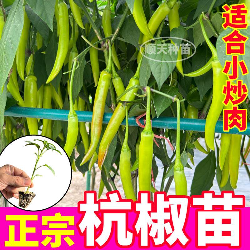 寿光正宗杭椒苗秧苗高产脆香辣椒种子四季盆栽地栽红小米螺丝椒