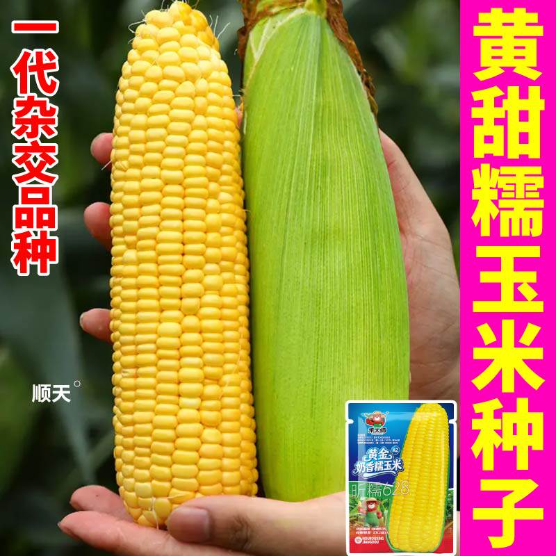寿光黄甜糯玉米种子高产早熟大棒玉米种黑白彩色糯玉米水果玉米种