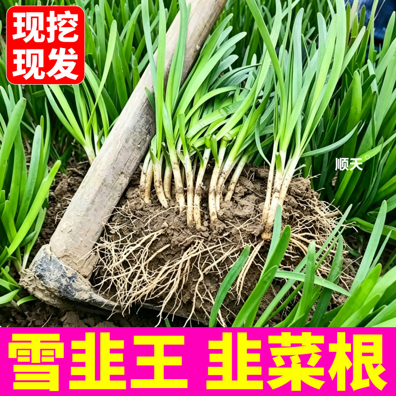 现挖现发雪韭王韭菜根反复采收四季易活韭香浓郁阳台盆栽小院蔬菜