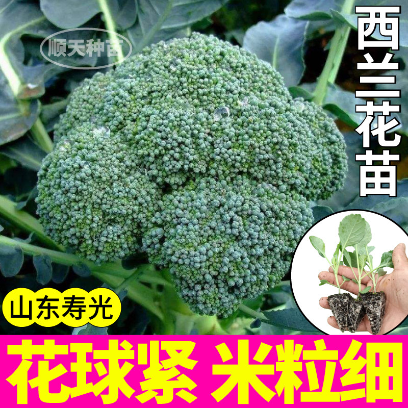 寿光西兰花苗秧米粒细四季高产紫晶花菜松花菜种子菜花苗盆栽庭院